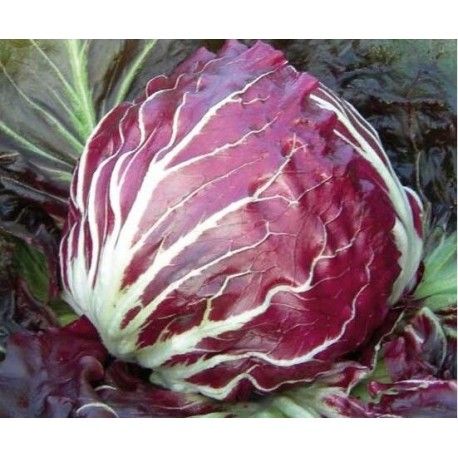 300 Semi di Cicoria Palla Rossa Precoce - Semi Freschi, Alta Germinabilità, No-GMO
