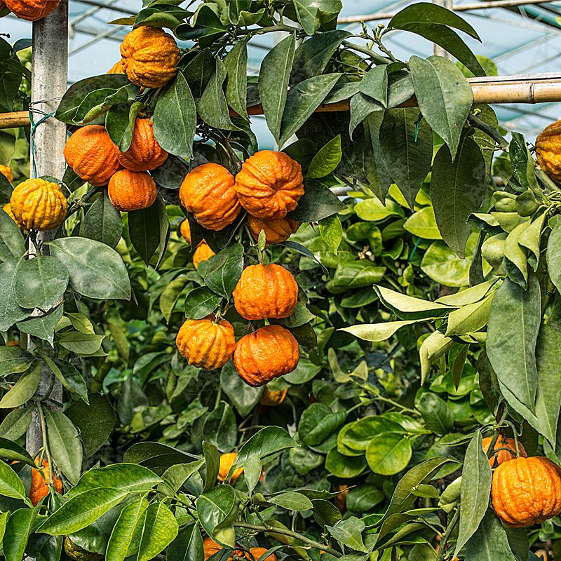 10 Semi di Arancio Amaro (citrus Trifoliata) - Semi Freschi, Alta Germinabilità, No-GMO