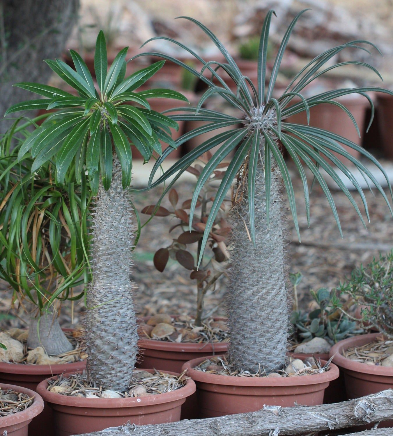 10 Semi di Pachypodium Geayi - Semi Freschi, Alta Germinabilità, No-GMO