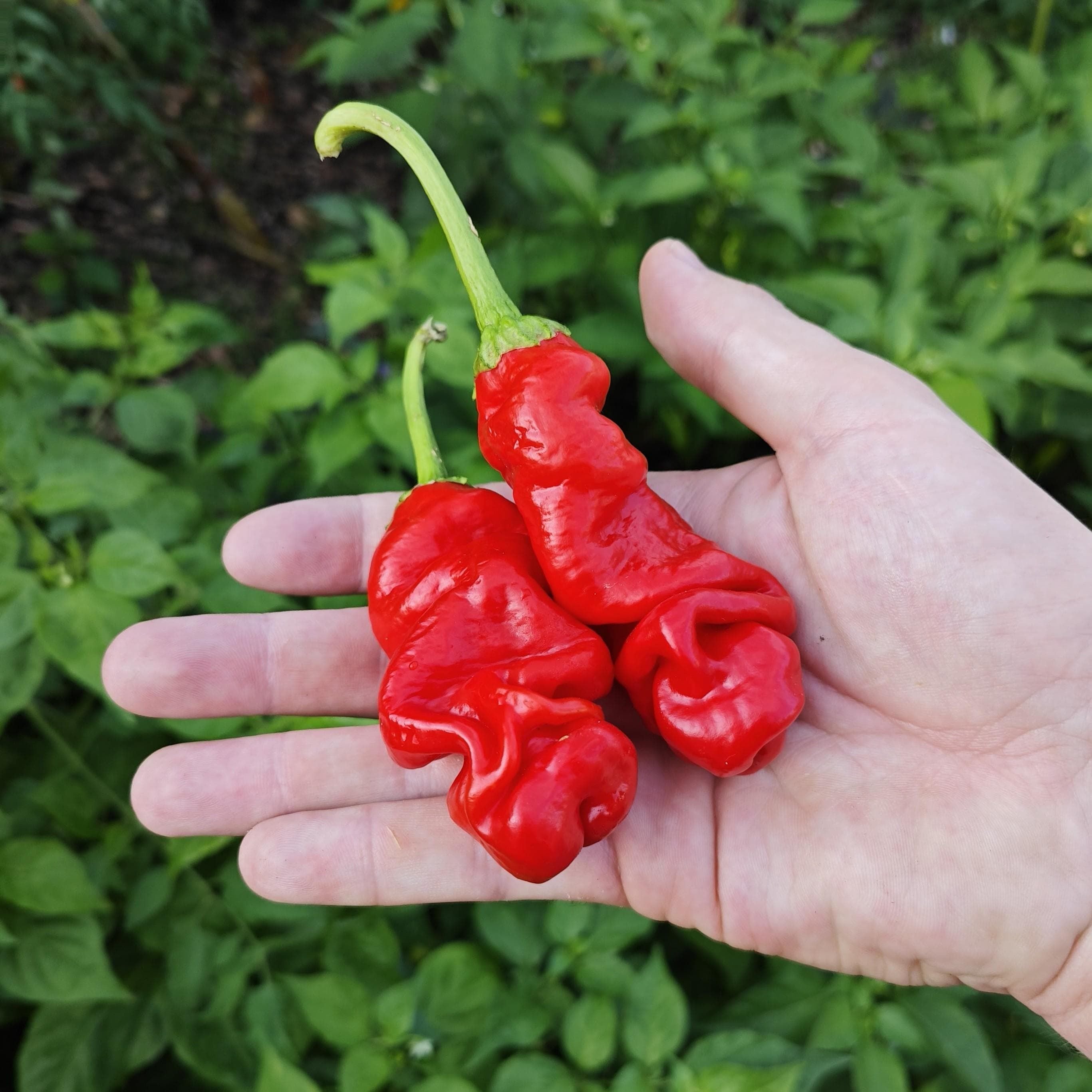 10 Semi di Peperoncino Peter Pepper - Semi Freschi, Alta Germinabilità, No-GMO