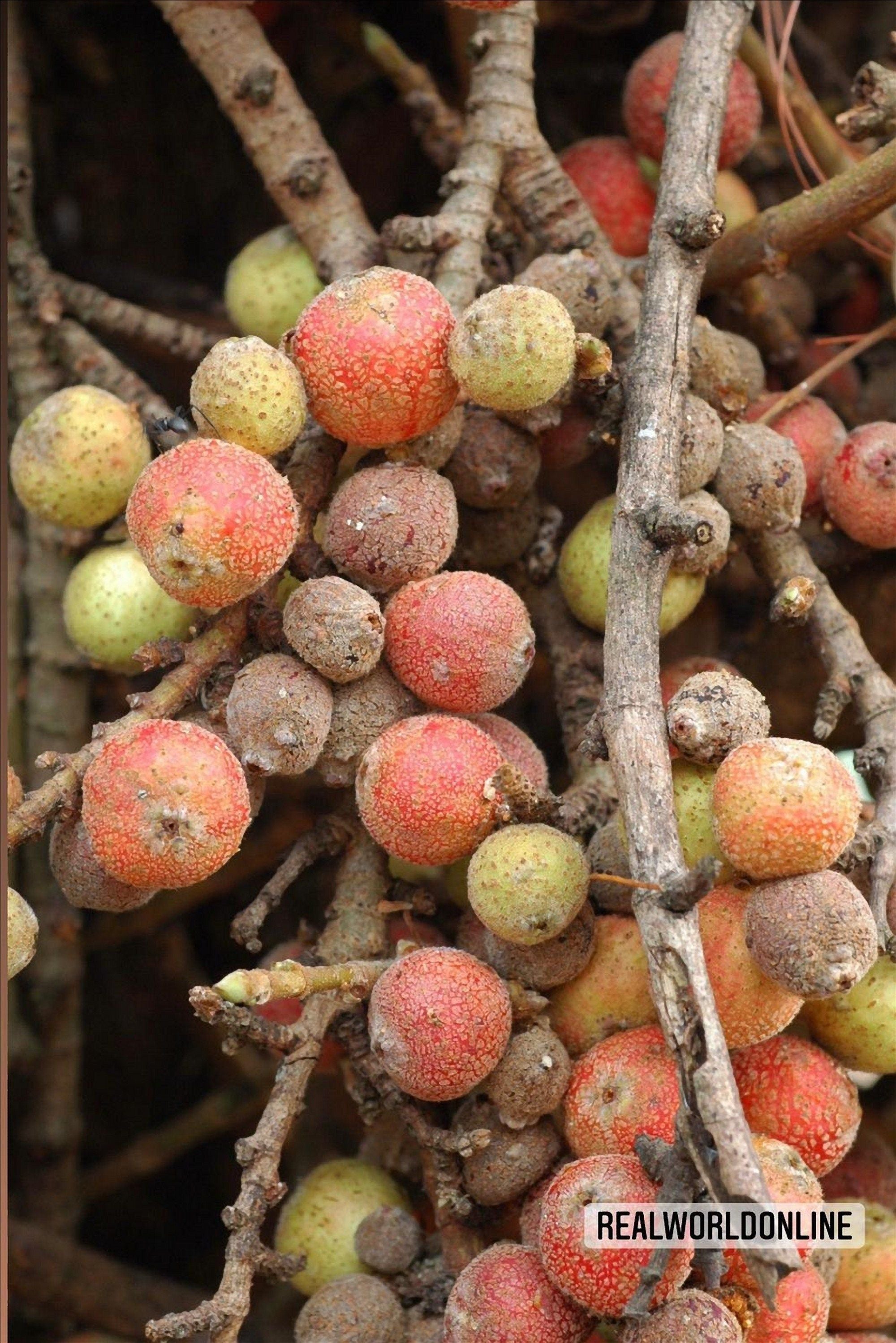 35 Semi di Fico Infettoria (ficus Infectoria) - Semi Freschi, Alta Germinabilità, No-GMO