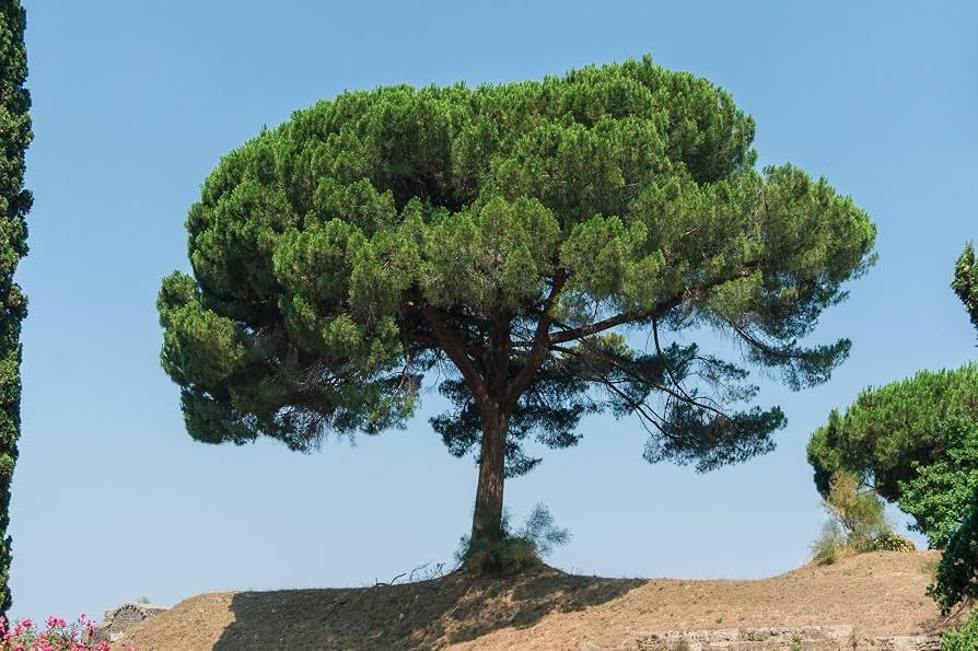 10 Semi di Pino Comune - Semi Freschi, Alta Germinabilità, No-GMO