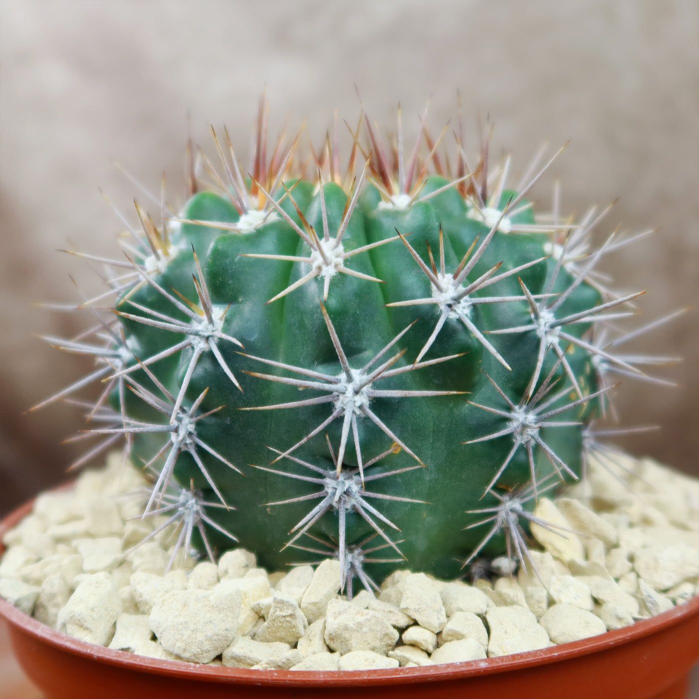 10 Semi di Gymnocalycium Achirasense - Semi Freschi, Alta Germinabilità, No-GMO