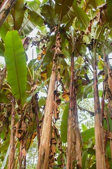 10 Semi di Musa Itinerans Var. Xishuangbannaensis Banana - Semi Freschi, Alta Germinabilità, No-GMO