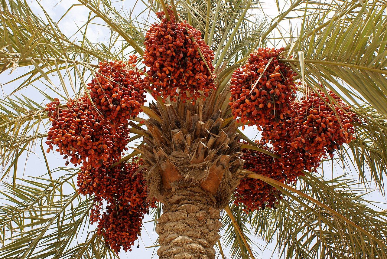 10 Semi di Palma Dactylifera - Semi Freschi, Alta Germinabilità, No-GMO