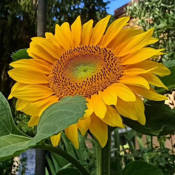 10 Semi di Girasole Gigante - Semi Freschi, Alta Germinabilità, No-GMO