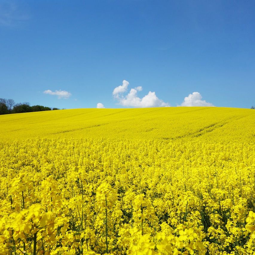 5000 Semi di Colza Per Prato - Semi Freschi, Alta Germinabilità, No-GMO