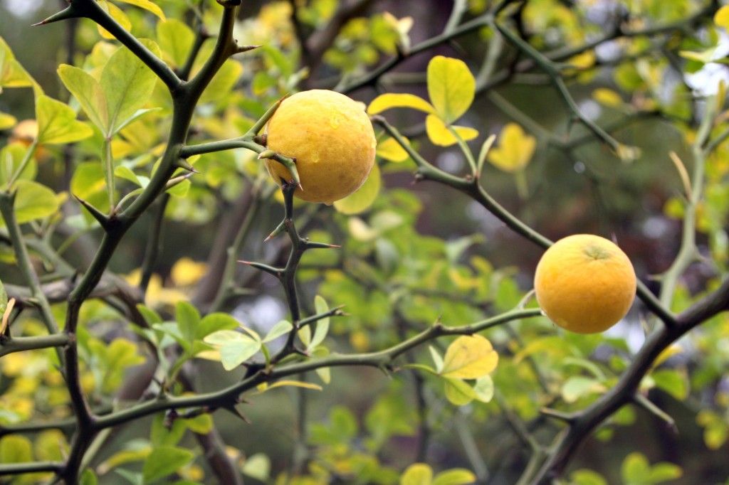 10 Semi di Limone Citrus Trifoliata - Semi Freschi, Alta Germinabilità, No-GMO