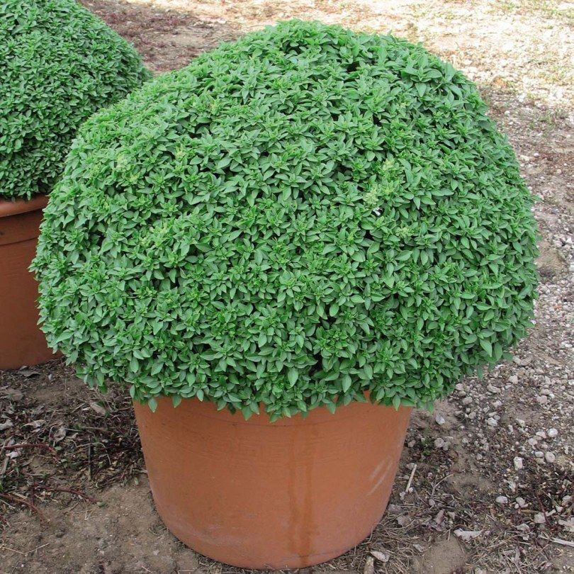 10 Semi di Basilico Greco A Palla - Semi Freschi, Alta Germinabilità, No-GMO