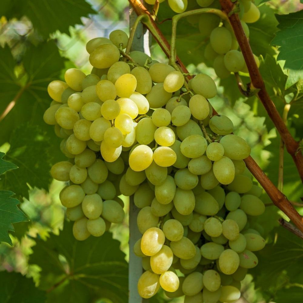 10 Semi di Uva - Semi Freschi, Alta Germinabilità, No-GMO