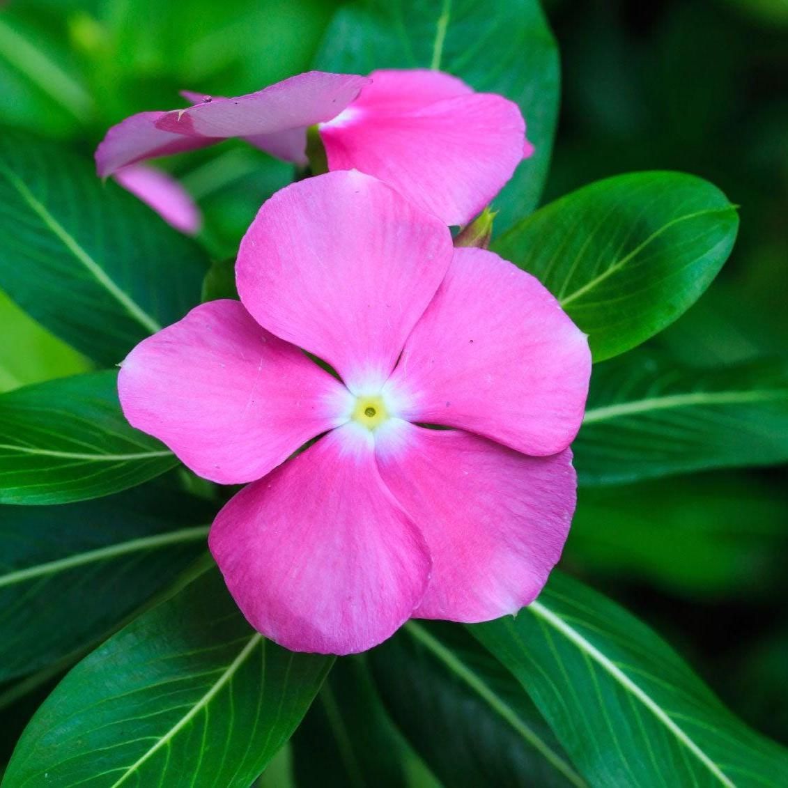 10 Semi di Vinca Rosea - Semi Freschi, Alta Germinabilità, No-GMO
