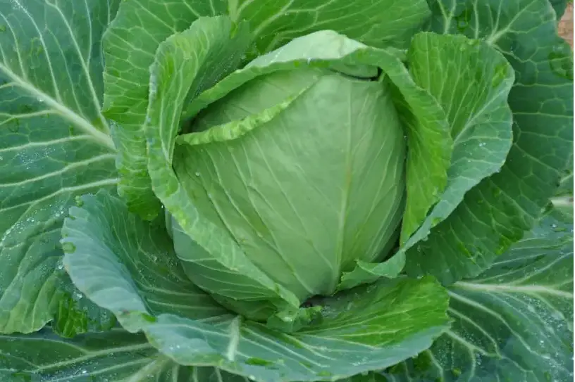 10 Semi di Cavolo Cappuccio - Semi Freschi, Alta Germinabilità, No-GMO