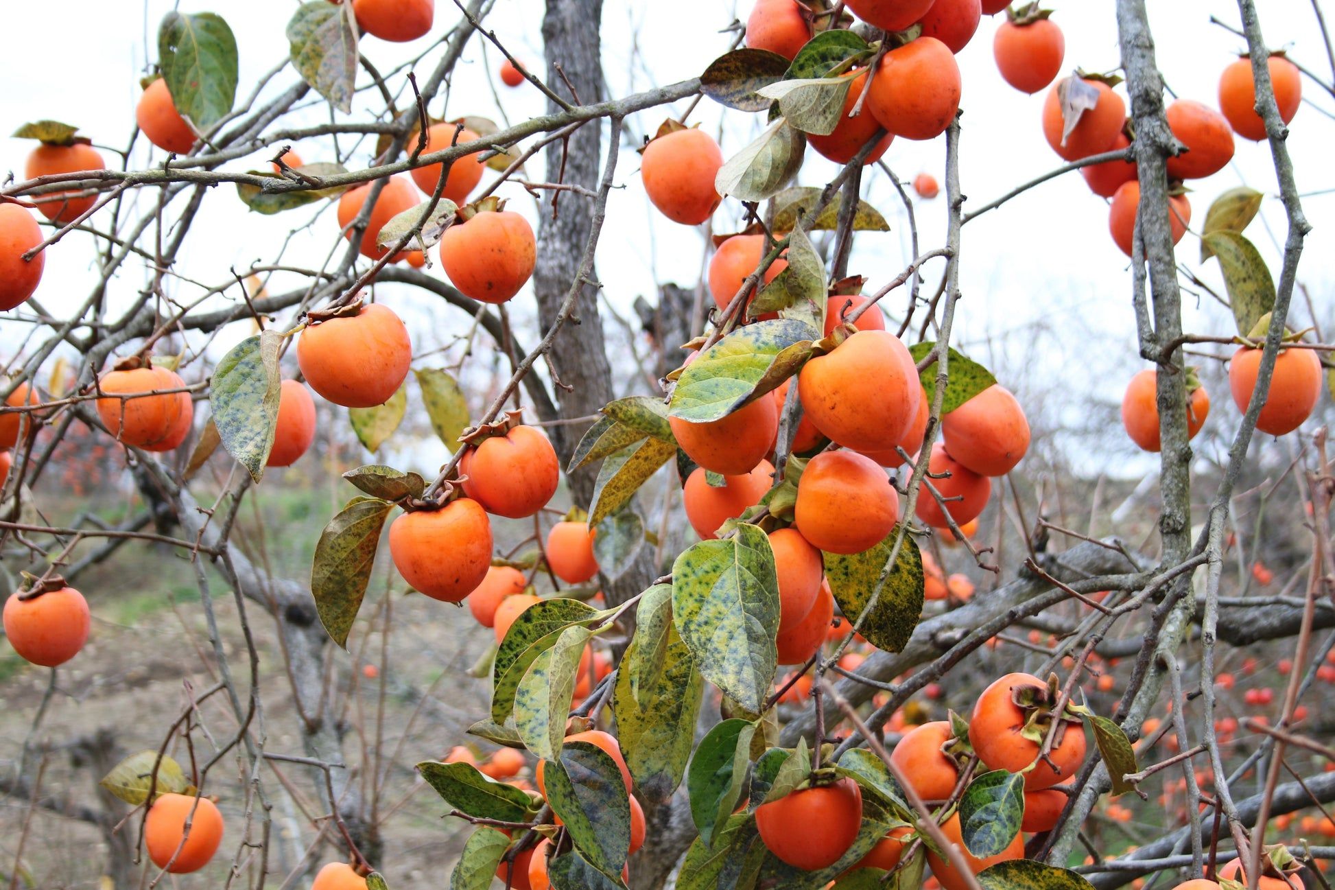 10 Semi di Kaki - Semi Freschi, Alta Germinabilità, No-GMO