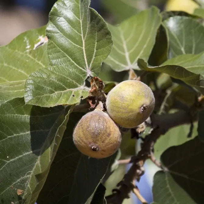 10 Semi di Sicomoro (ficus Sycomorus) - Semi Freschi, Alta Germinabilità, No-GMO