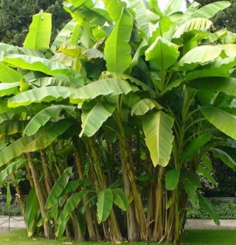 10 Semi di Musa Yunnanensis Banana - Semi Freschi, Alta Germinabilità, No-GMO