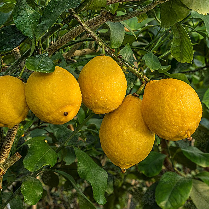 10 Semi di Limone Harrisonia Perforata - Semi Freschi, Alta Germinabilità, No-GMO