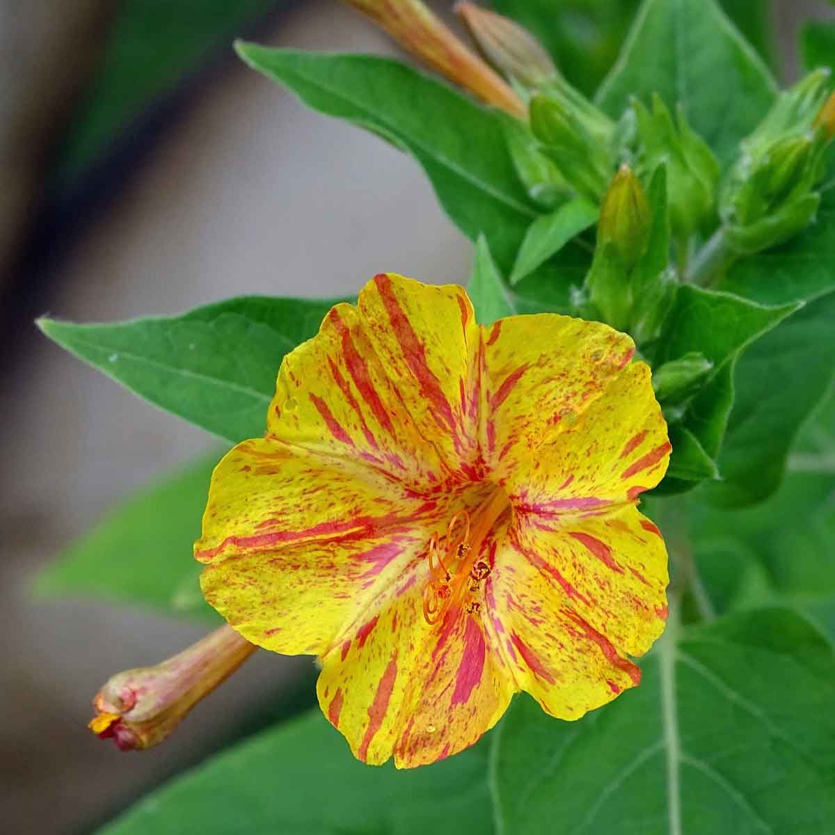 10 Semi di Bella Di Notte In Mix - Semi Freschi, Alta Germinabilità, No-GMO