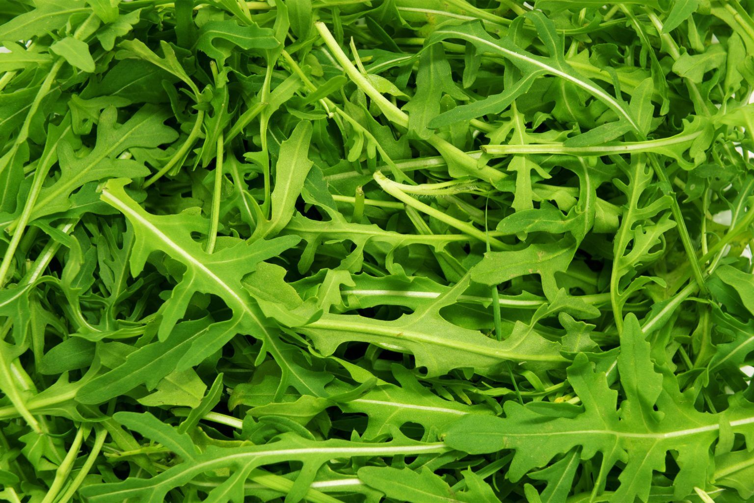 10 Semi di Rucola - Semi Freschi, Alta Germinabilità, No-GMO