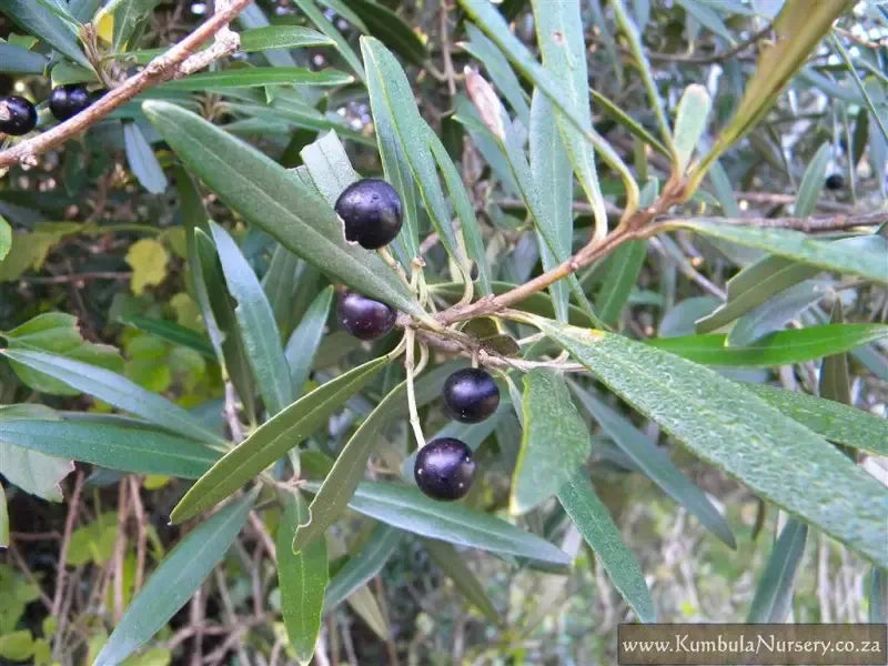 10 Semi di Olivo Africano (olea Europaea Subsp. Africana) - Semi Freschi, Alta Germinabilità, No-GMO