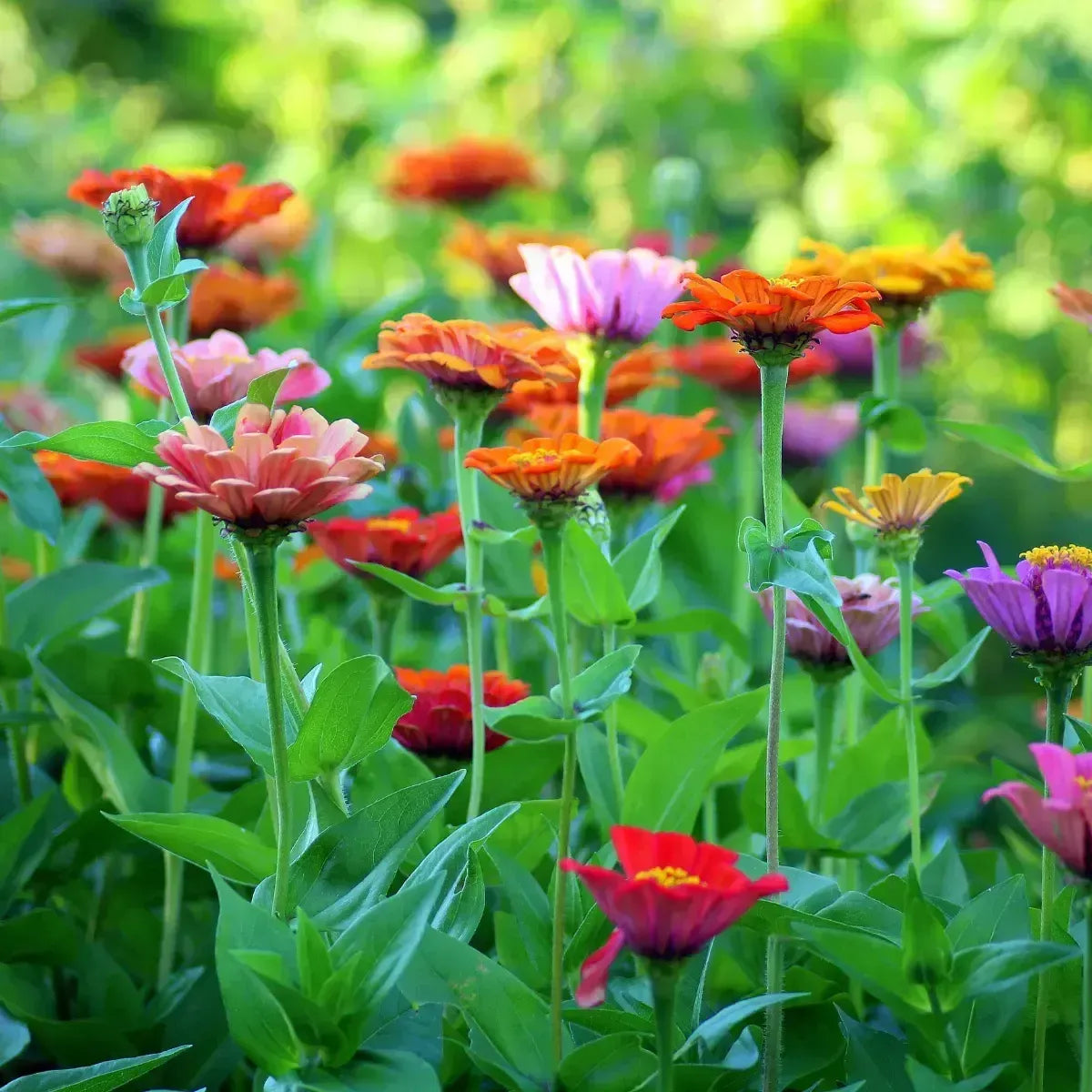 10 Semi di Miscuglio Di Fiori Annuali - Semi Freschi, Alta Germinabilità, No-GMO