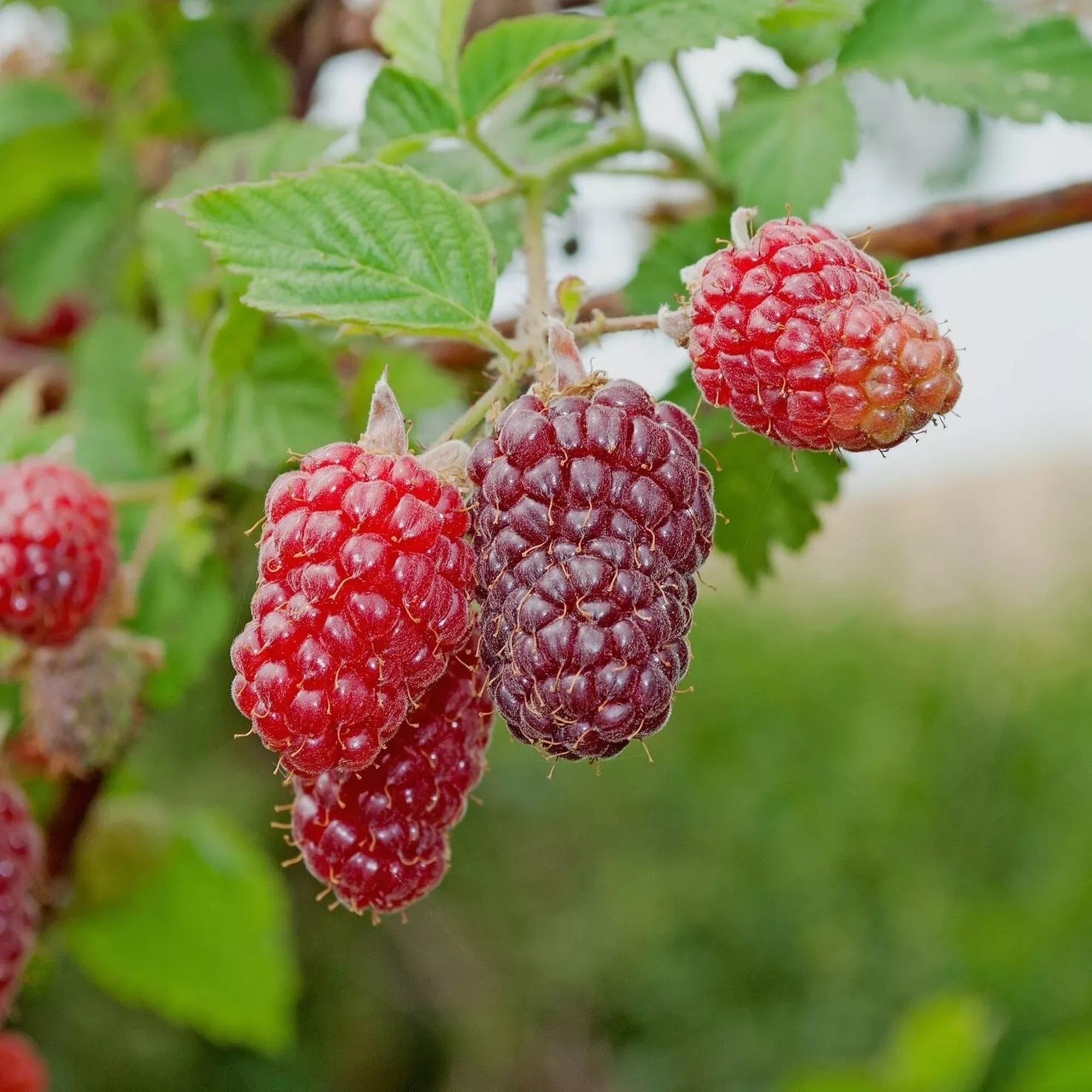 50 Semi di Lampone Bianco (rubus Niveus) - Semi Freschi, Alta Germinabilità, No-GMO