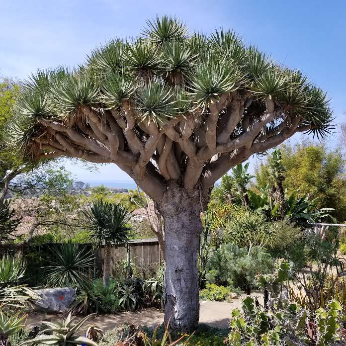 10 Semi di Dracena Draco - Semi Freschi, Alta Germinabilità, No-GMO