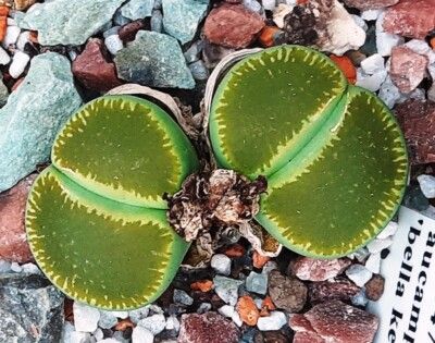 10 Semi di Lithops Bella - Semi Freschi, Alta Germinabilità, No-GMO
