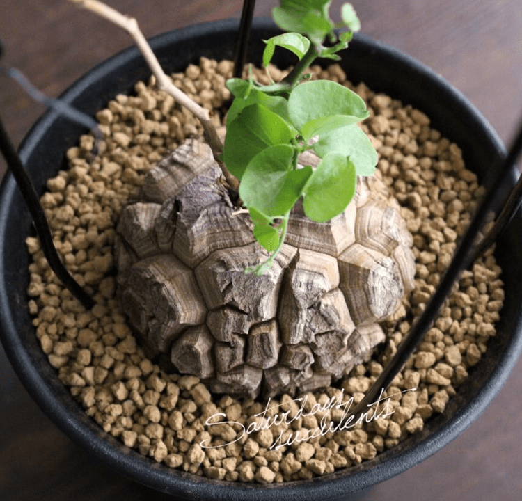 3 Semi di Igname Elefante (dioscorea Elephantipes) - Semi Freschi, Alta Germinabilità, No-GMO