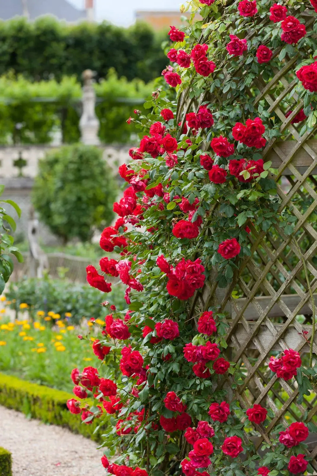 10 Semi di Rose Rampicanti Selvatiche - Semi Freschi, Alta Germinabilità, No-GMO