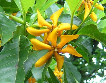10 Semi di Gardenia (gardenia Sootepensis) - Semi Freschi, Alta Germinabilità, No-GMO