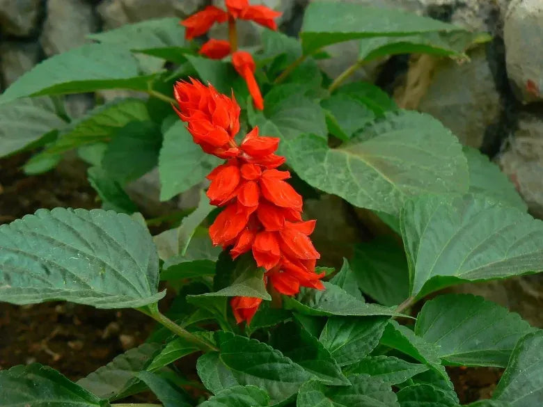 10 Semi di Salvia Rossa - Semi Freschi, Alta Germinabilità, No-GMO