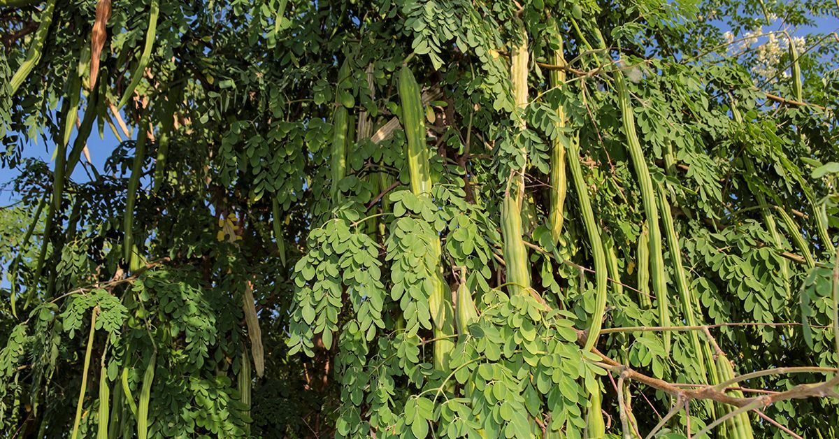 10 Semi di Moringa Oleifera - Semi Freschi, Alta Germinabilità, No-GMO