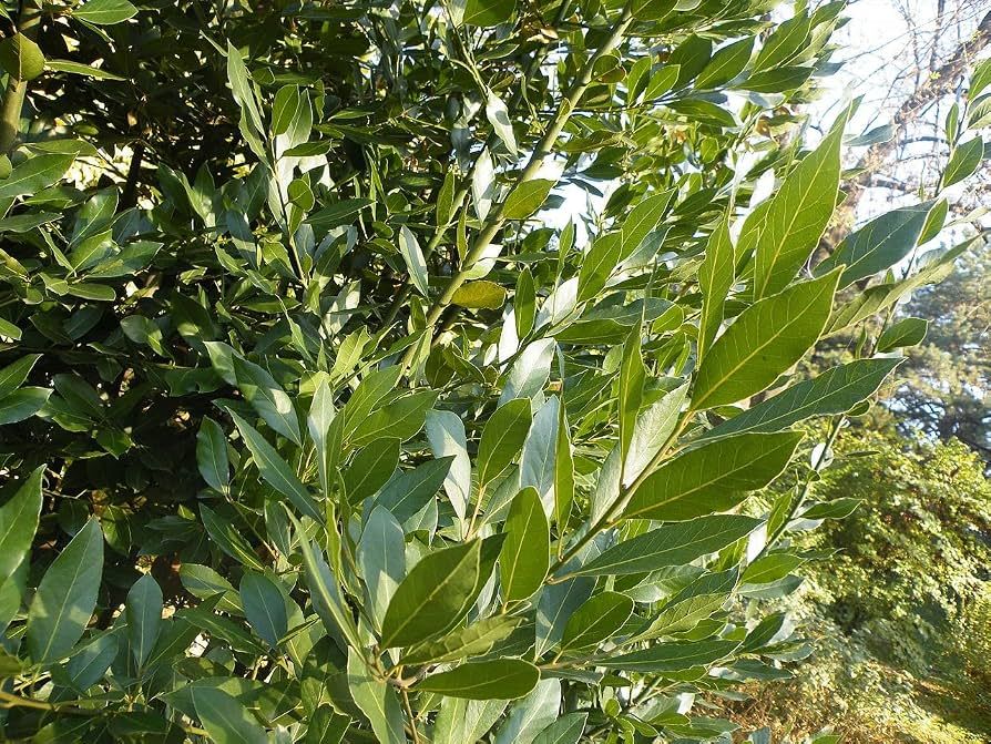 10 Semi di Alloro - Semi Freschi, Alta Germinabilità, No-GMO