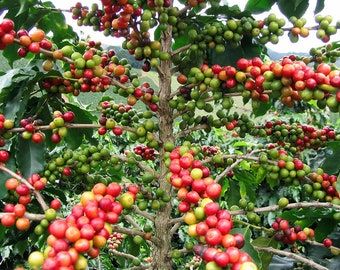 10 Semi di Caffè Arabica - Semi Freschi, Alta Germinabilità, No-GMO