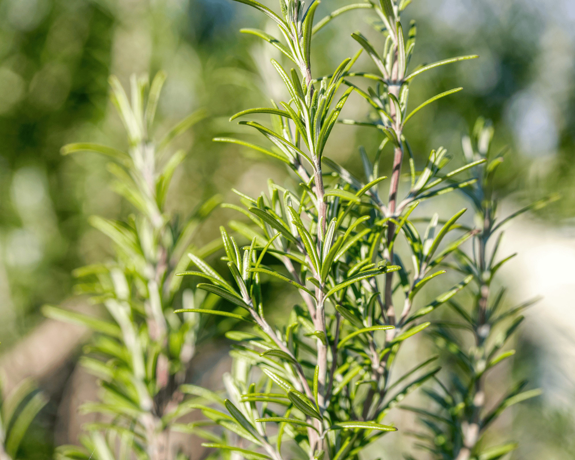 10 Semi di Rosmarino - Semi Freschi, Alta Germinabilità, No-GMO