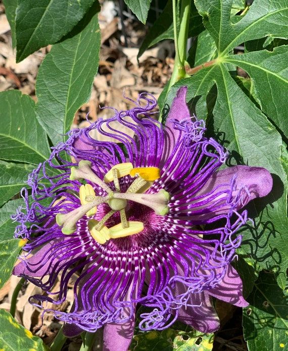 10 Semi di Passiflora Maliformis - Semi Freschi, Alta Germinabilità, No-GMO