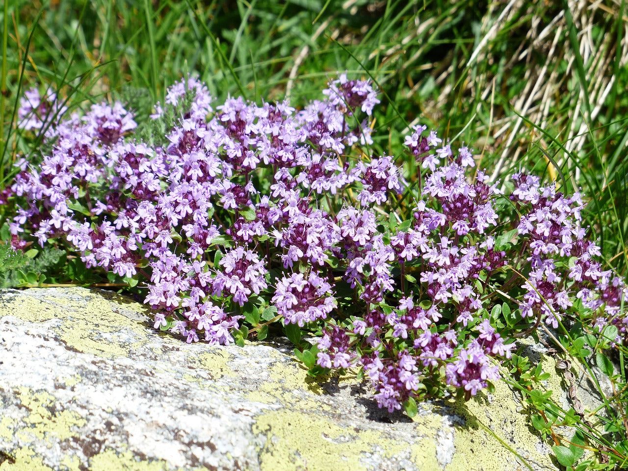 150 Semi di Timo Serpillo (thymus Pulegioides) - Semi Freschi, Alta Germinabilità, No-GMO