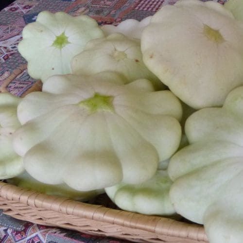 10 Semi di Zucca Castagna Patissone - Semi Freschi, Alta Germinabilità, No-GMO