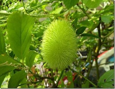 10 Semi di Cetriolo Aculeato (cucumis Aculeatus) - Semi Freschi, Alta Germinabilità, No-GMO