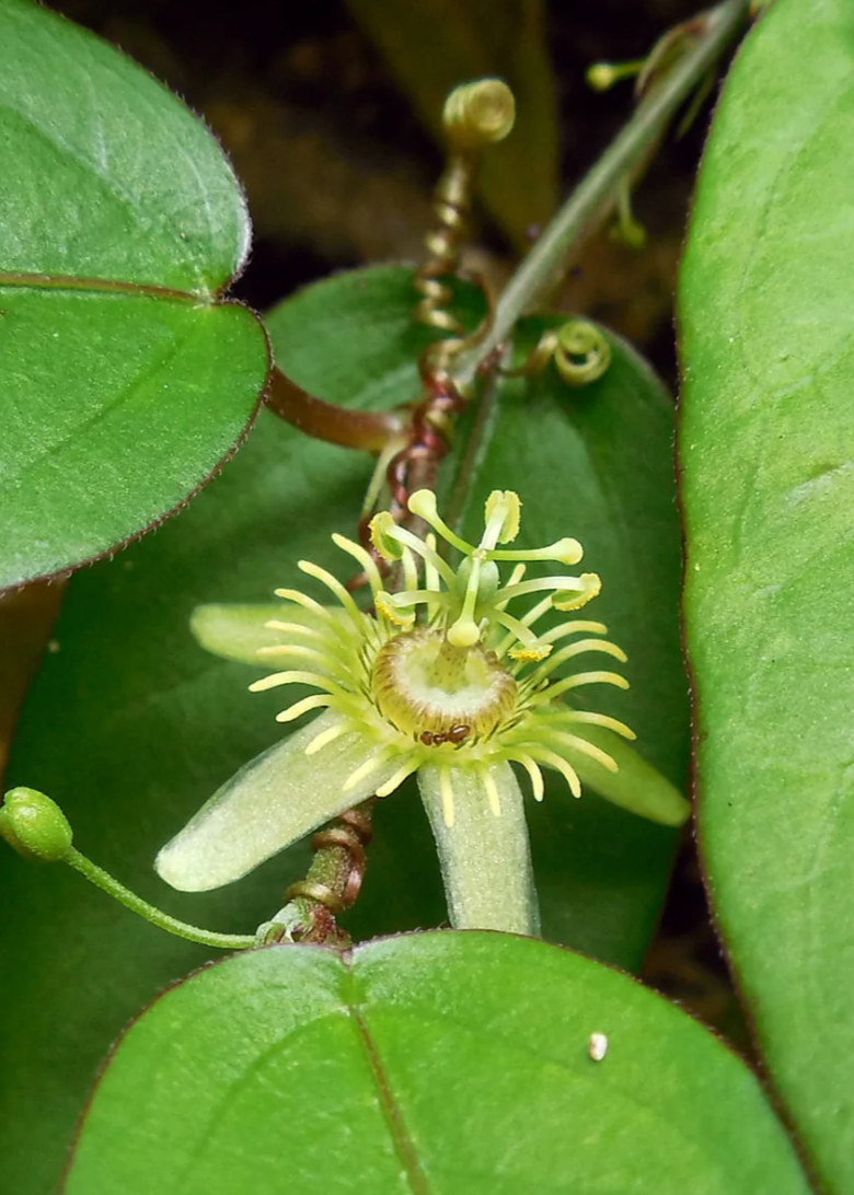 10 Semi di Passiflora Suberosa - Semi Freschi, Alta Germinabilità, No-GMO
