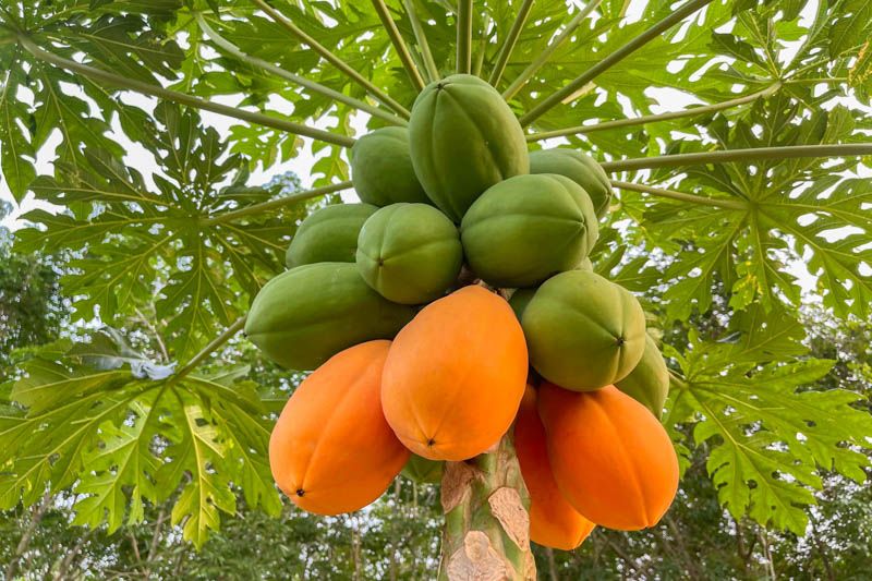 10 Semi di Papaya - Semi Freschi, Alta Germinabilità, No-GMO