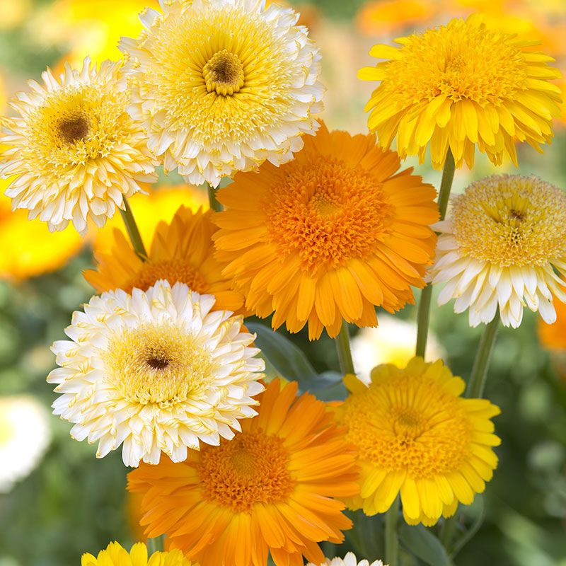 10 Semi di Calendula In Mix - Semi Freschi, Alta Germinabilità, No-GMO