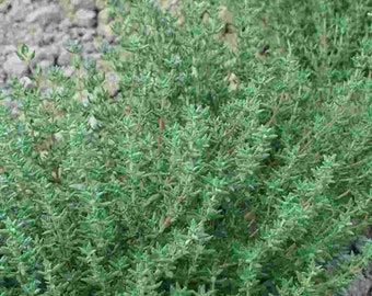 150 Semi di Timo Invernale (thymus Hyemalis) - Semi Freschi, Alta Germinabilità, No-GMO