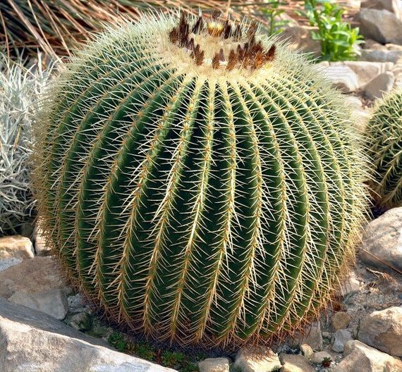 10 Semi di Echinocactus Grusonii - Semi Freschi, Alta Germinabilità, No-GMO
