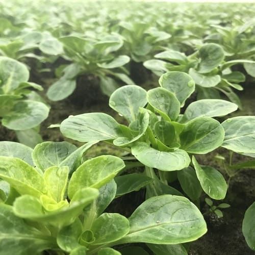 10 Semi di Valeriana D'olanda - Semi Freschi, Alta Germinabilità, No-GMO