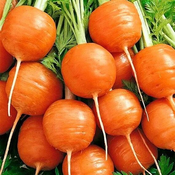 10 Semi di Carota Tonda Di Parigi - Semi Freschi, Alta Germinabilità, No-GMO