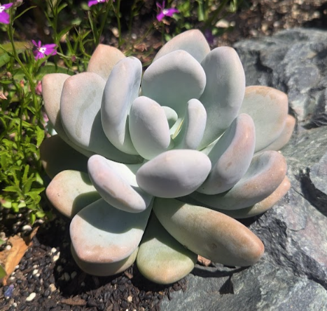 10 Semi di Pachyphytum Brachetii - Semi Freschi, Alta Germinabilità, No-GMO