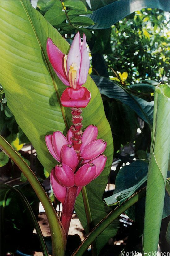 10 Semi di Musa Bukensis Banana - Semi Freschi, Alta Germinabilità, No-GMO