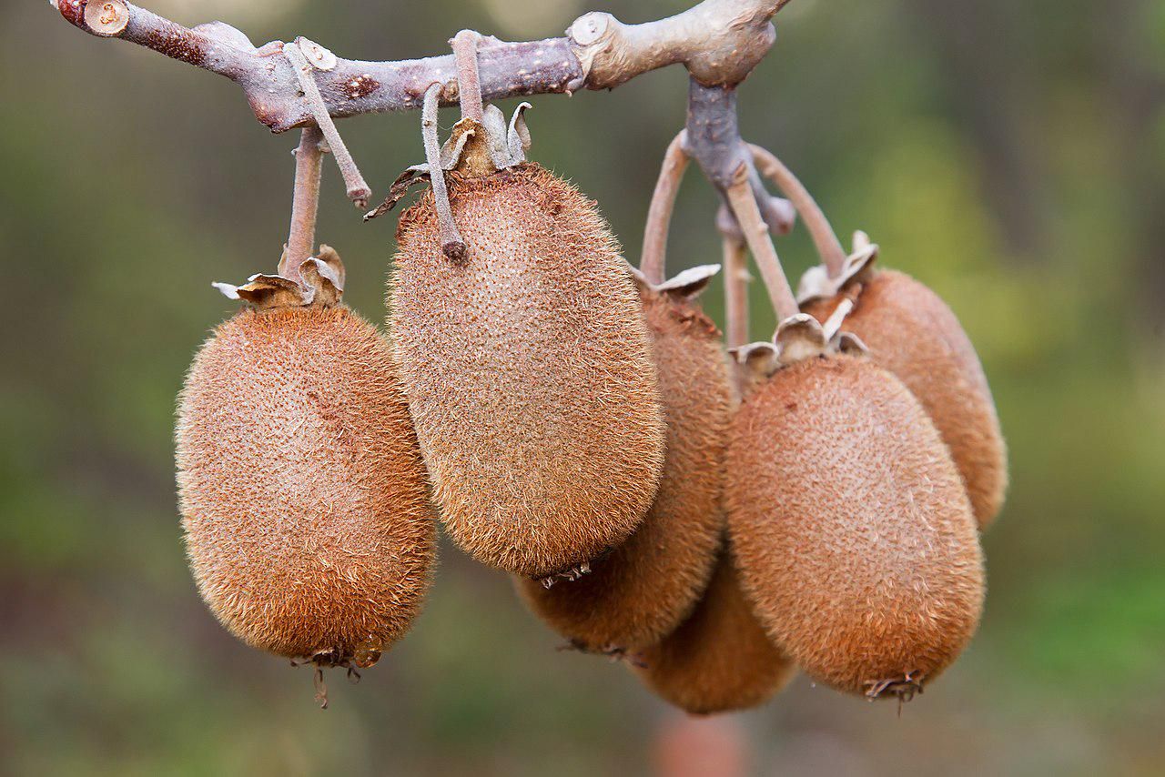10 Semi di Kiwi Chinensis - Semi Freschi, Alta Germinabilità, No-GMO