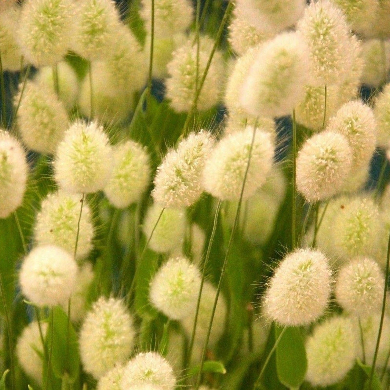 10 Semi di Coda Di Lepre (lagurus Ovatus) - Semi Freschi, Alta Germinabilità, No-GMO